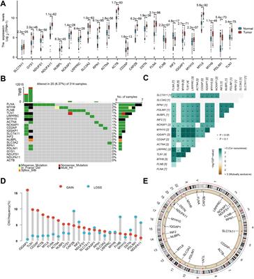 Integrated multi-level omics profiling of disulfidptosis identifis SPAG4 as an innovative immunotherapeutic target in glioblastoma